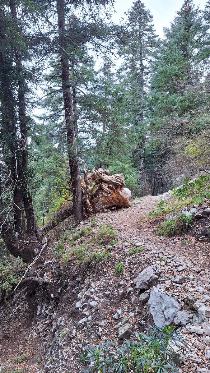 11/01/2026 - RUTA EL PINSAPAR DE GRAZALEMA - Imagen 6