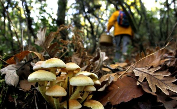 23/11/2025 - Ruta Micologica con Especialista - Imagen 2