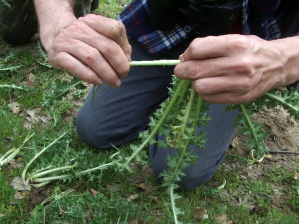 18/01/2026 - Ruta Etnobotanica con Biologo - Imagen 4