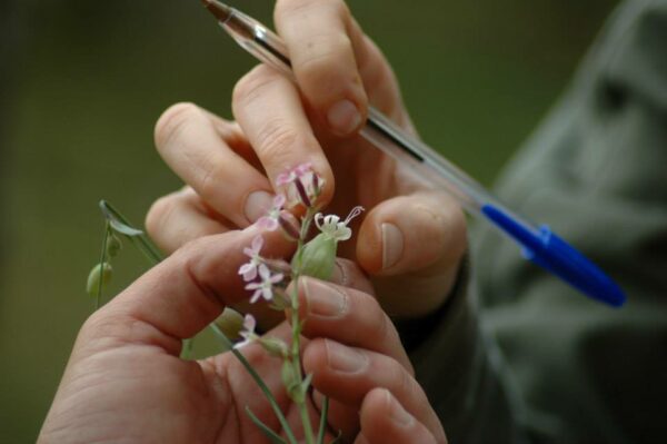 18/01/2026 - Ruta Etnobotanica con Biologo - Imagen 3