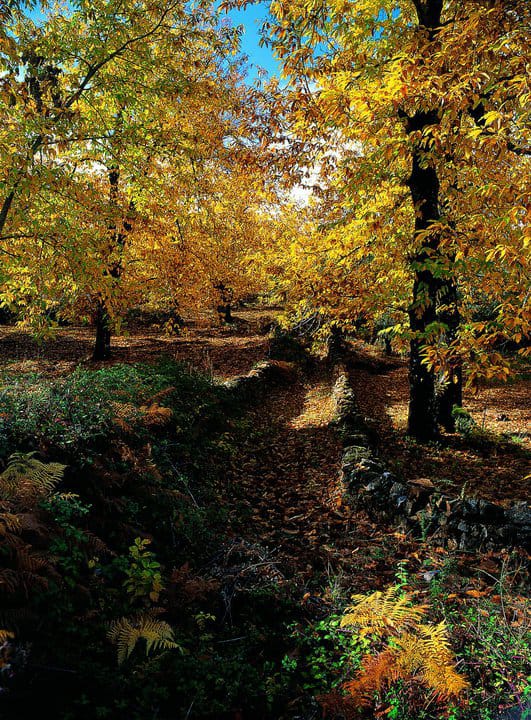 11/12/2025- Miércoles Circular Jabuguillo