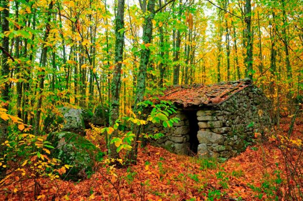 31/10/2025 ESCAPADA HERVAS EL CASTAÑAR GALLEGO Y SUS SENDEROS - Imagen 13
