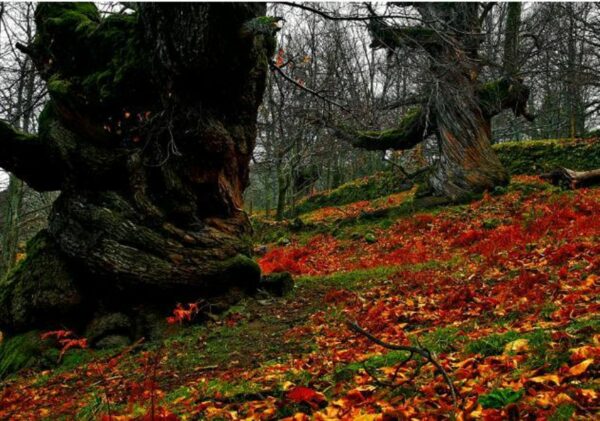 31/10/2025 ESCAPADA HERVAS EL CASTAÑAR GALLEGO Y SUS SENDEROS - Imagen 16