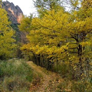 15/01/2026- JUEVES CIRCULAR NACIMIENTO ODIEL