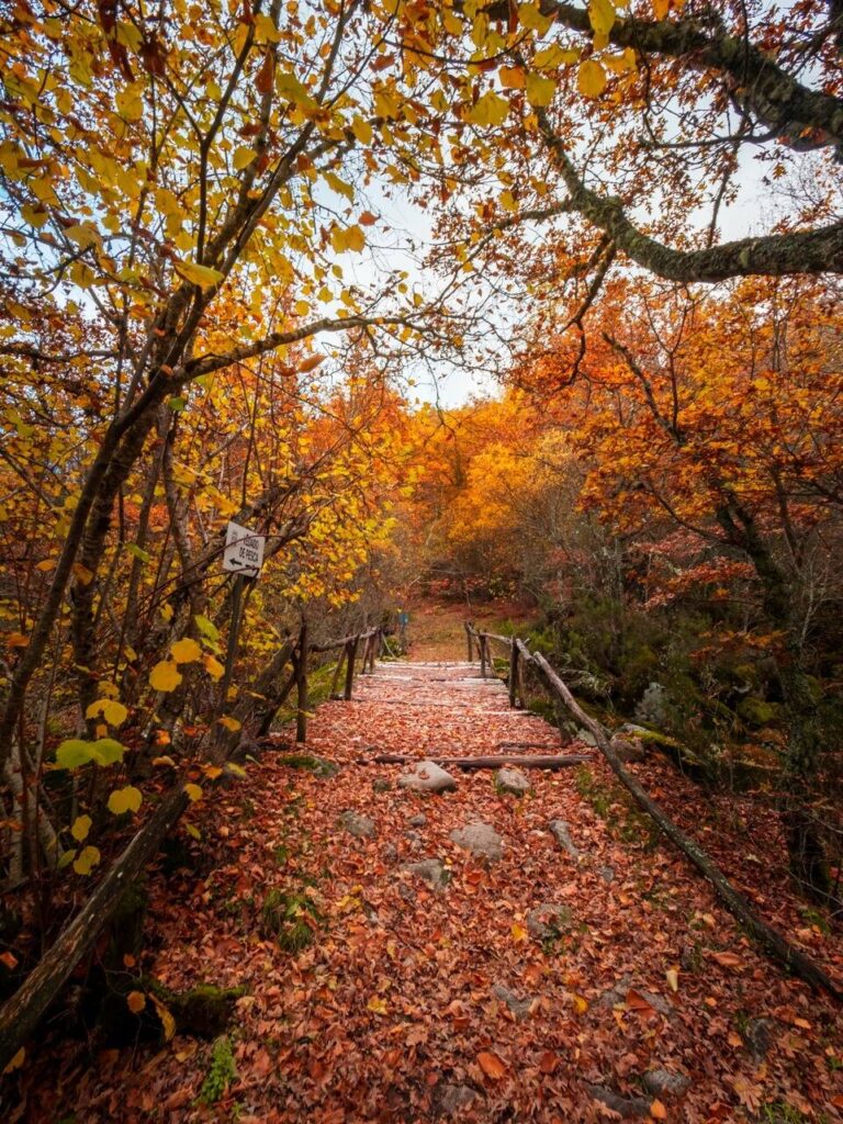 09/10/2026 PUENTE DEL PILAR (OTOÑO DORADO SANABRIA Y ZAMORA) - Imagen 18